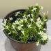 Perene: FLOKS polegli- Phlox subulata - mini beli, slika1